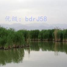 ջ