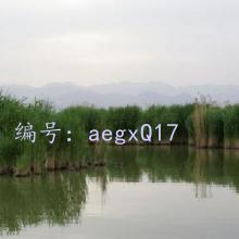 ع