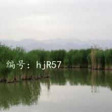 Ȼ